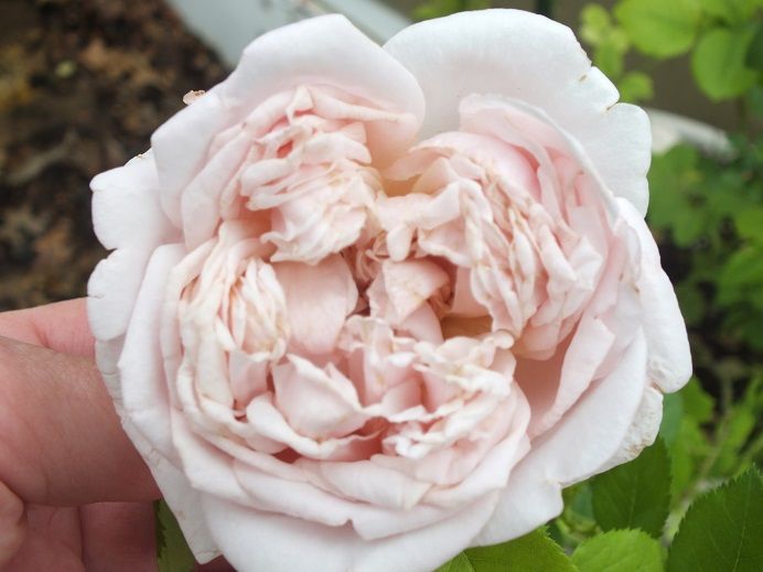  photo fragrantmasterpiece_zps60554def.jpg